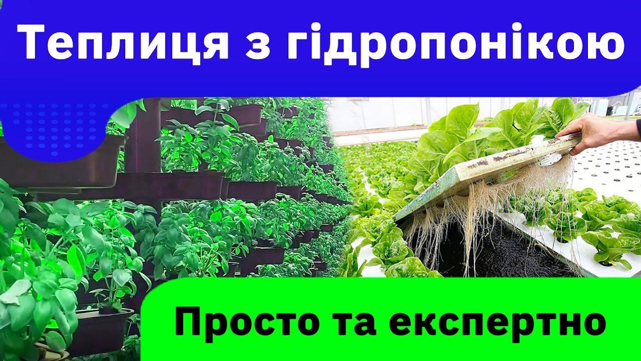 Теплиця з гідропонікою приносять прибуток