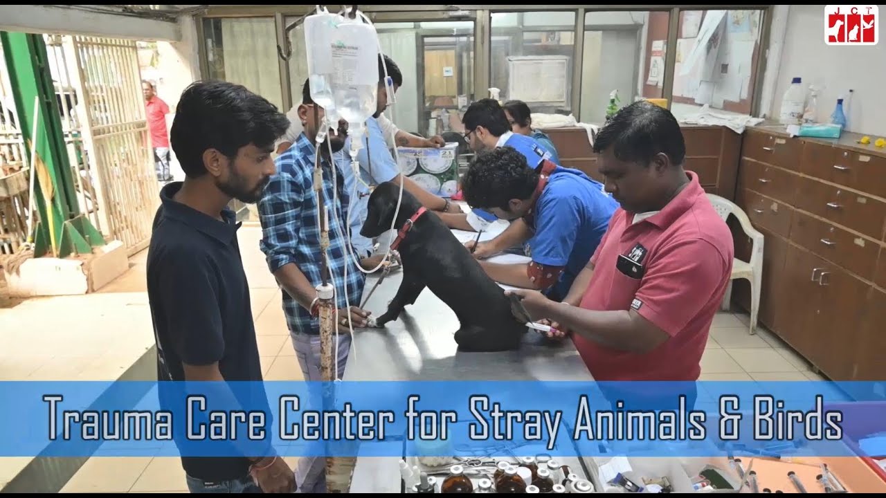 Treatment at a Glance |  Trauma Care Center for Stray Animals & Birds | November | Welfare | NGO