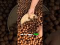 👉 Why This Is One of the Most Expensive Nuts in the World