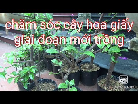 Chăm sóc cây hoa giấy giai đoạn mới trồng | Foci