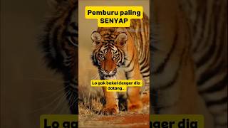 Harimau : Pemburu Tanpa Suara...!!? #hewanbesar #shortvideo