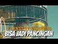 Burung Perkutut Kasarung Kini Sudah Gacor Cocok Buat Pancingan Perkutut Lokal Gacor Buat Pancingan Omkicau(.mp3 .mp4) Mp3 - Mp4 Download