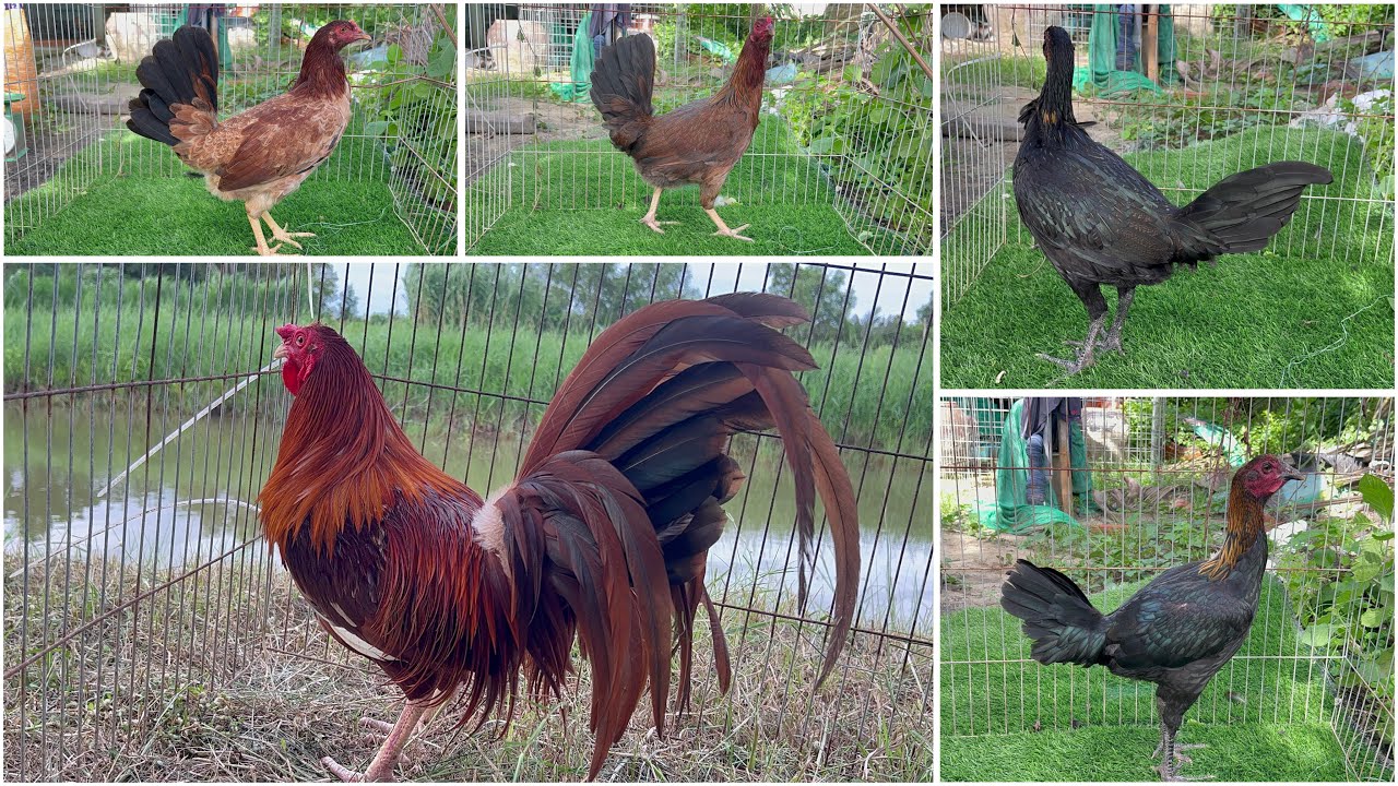 TÓP 20 BÉ GÀ MỸ VIP GÀ PERU AE THAM KHẢO NHÉ CẢM ƠN AE 