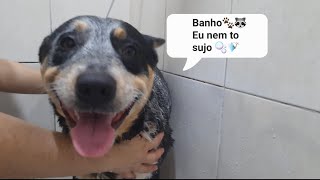 Olha como se comporta um Blue heeler pastor boiadeiro no banho com secador bônus passeio brincadeira