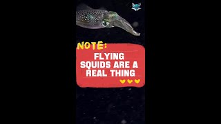 Flying Squids Are a Real Thing