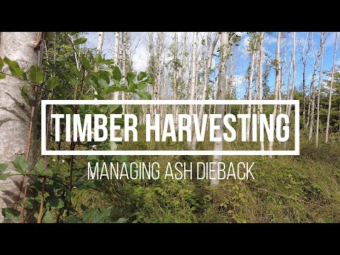 Managing ash dieback – timber harvesting
