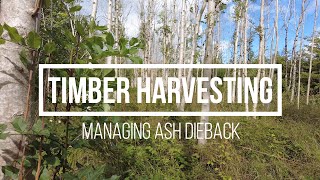Managing ash dieback – timber harvesting