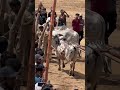 🚨 Qurbani 2026 Start! Is Saal Janwaron Ki Latest Qeemat Kya Hai?