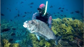 SPEARFISHING ||  New Zealand - Dripping Wet