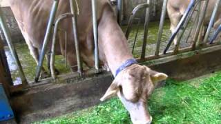 Airfield with cow stable in Switzerland