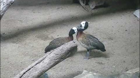White faced whistling ducks