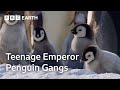 The Fight to Feed Penguin Chicks | Natural World: Wild Mothers and Babies | BBC Earth