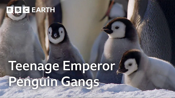 The Fight to Feed Penguin Chicks | Natural World: Wild Mothers and Babies | BBC Earth