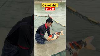 Thu hoạch cá koi Nhật 6-10 Tr | #koi | #cakoinhat