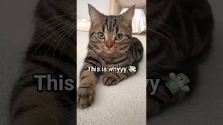 Show Me Why You Have No Money