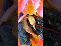 udah terlanjur login 😌 #ikan #goldfish #surgery #experiment