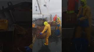 Orkney Crabber From Westray Hauling Creels