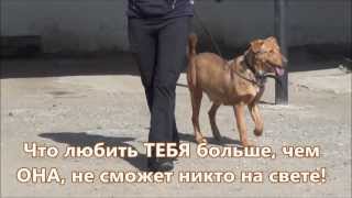 предательство и ПРЕДАННОСТЬ. Лисичка. предательство и ПРЕДАННОСТЬ. Лисичка.