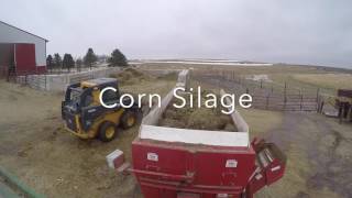 Cattle Feeding