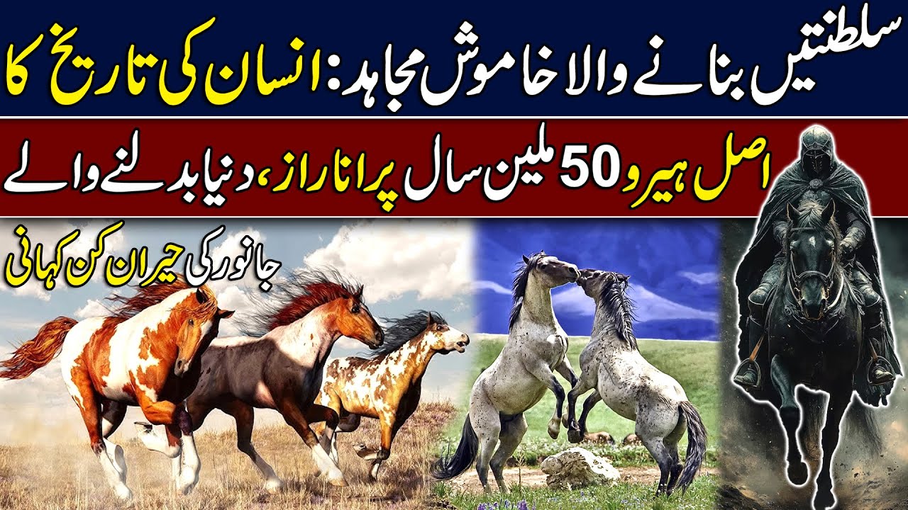 Horse | Power, Loyalty & The Untold Story Of A Silent Hero | Hingol News