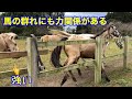 馬の群れにも力関係がある