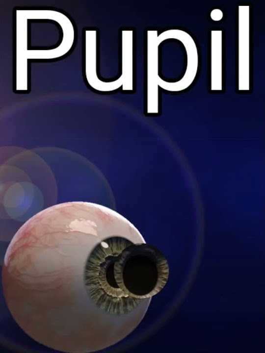 pupil-meaning-in-hindi-with-photo