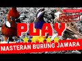 download masteran mp3 isian cucak cungkok vs burung gereja vs suara cililin gacor