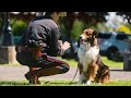 True Story! Difficult Stray Dog Becomes The Most Talented Police Dog !