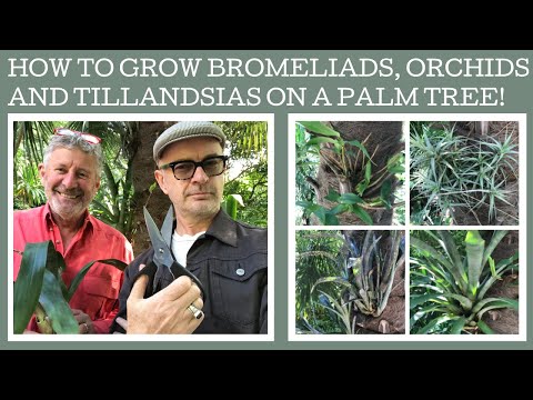 How to grow bromeliads, tillandsias and dendrobium orchids in a natural setting!