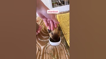 Thumbnail of trying to pet all of my #guineapig #petcare #petlover