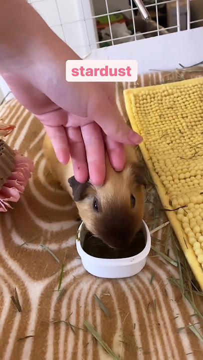 trying to pet all of my #guineapig #petcare #petlover