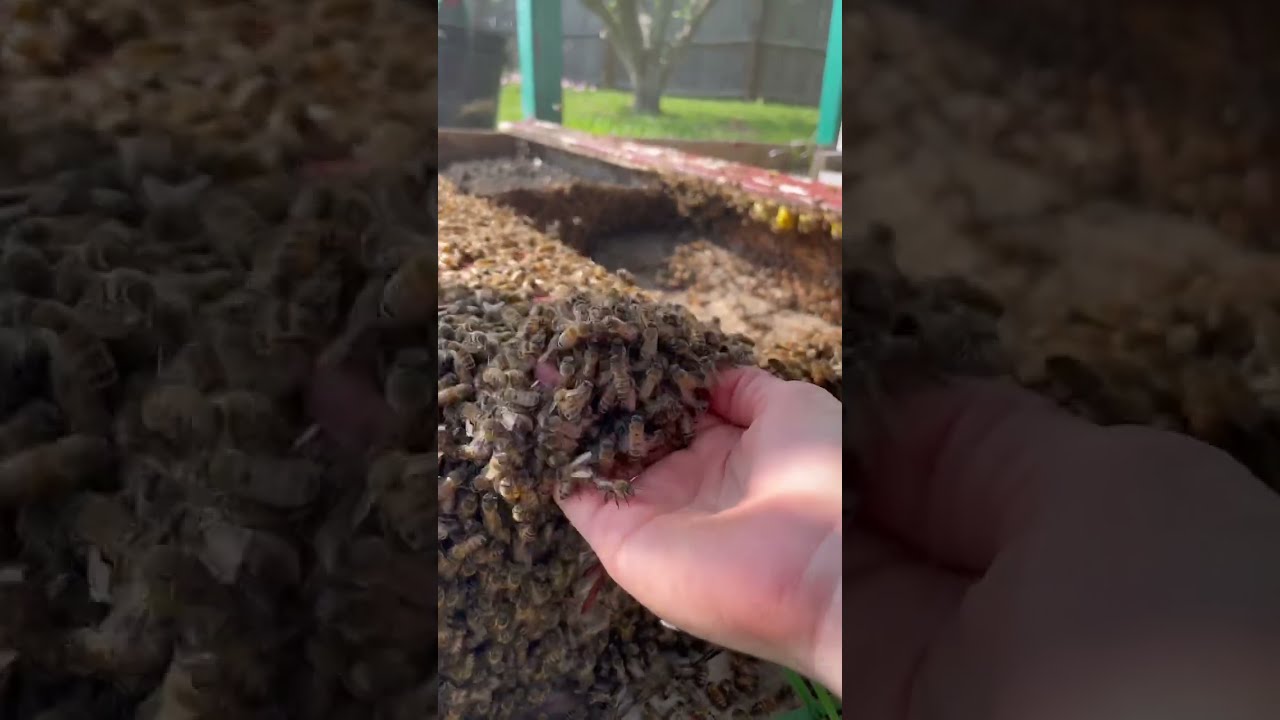 Scooping Bees By Hand