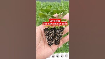Cây giống cúc mâm xôi hàn quốc #câygiống #hạtgiống #cucmamxoi #cúcmâmxôihànquốc