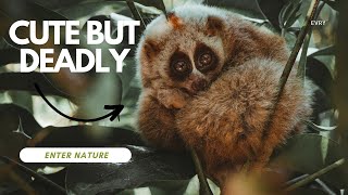 Cutest Wild Animals You&#39;ll Most Definitely Want to Pet (But Shouldn&#39;t) | Enter Nature