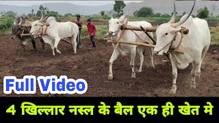 4 Khillar Breed Ox in one field 👍 Full official Video लाखों की कमाई करने वाले #खिल्लारी_बैल