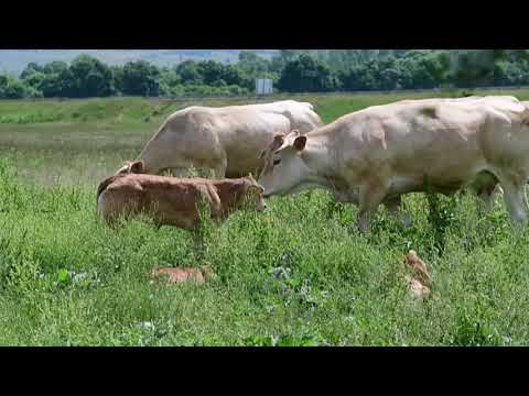 Video: A çiftëzohen ujqërit për gjithë jetën gjeografike kombëtare?