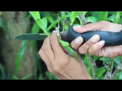 Video: Ædel Dendrobium