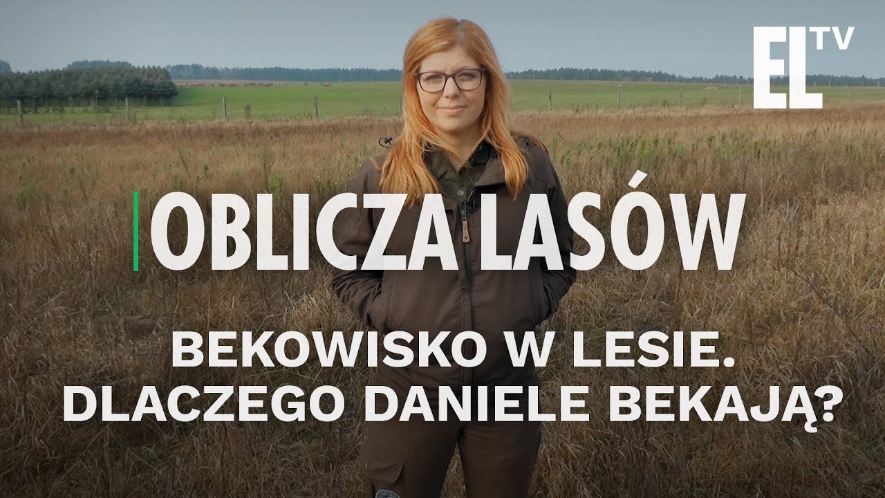 Bekowisko w lesie. Dlaczego daniele bekają? | Oblicza lasów #40