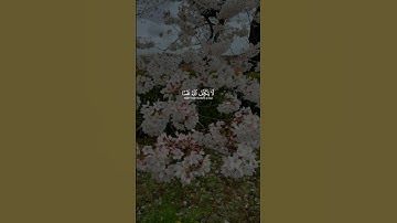 ﴿لَا يُكَلِّفُ اللَّهُ نَفْسًا إِلَّا مَا آتَاهَا ۚ﴾ القارئ رعد محمد الكردي