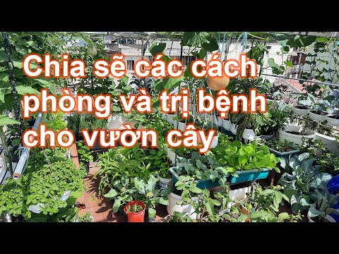 Video: Các Bệnh Thường Gặp Trong Cây Nhà - Làm Vườn Biết Cách