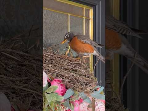 Video: Mohou ptačí hnízda navlhnout?