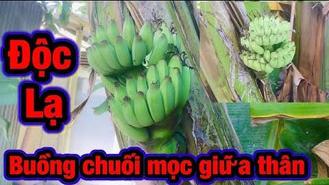 Độc lạ cây chuối đột biến,buồng chuối mọc giữa thân