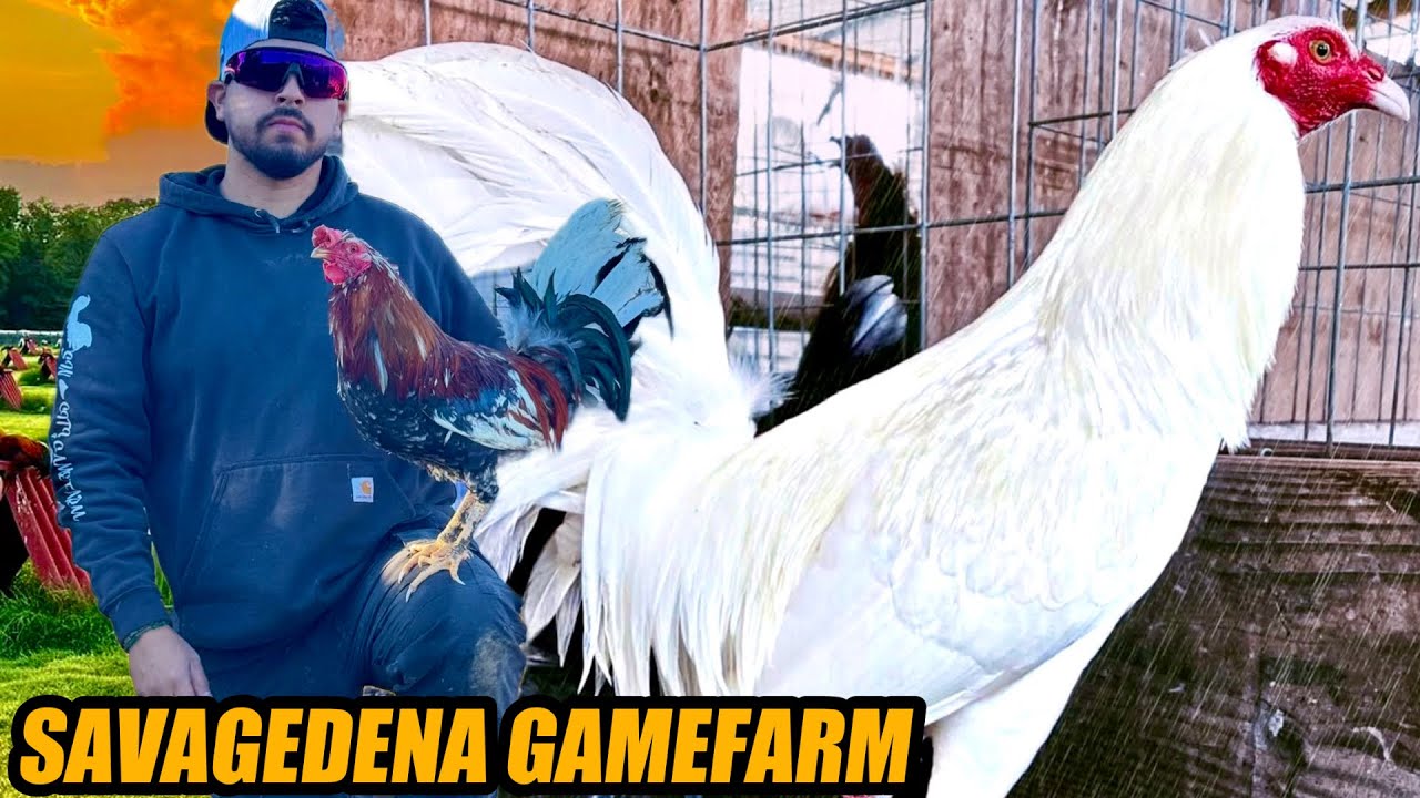 White Kelso And Spangled Hatch | SAVAGEDENA GAMEFARM
