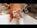 세면대에서 물 마시는 고양이