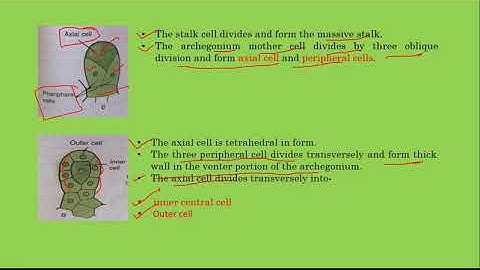 POLYTRICHUM: Archegonia