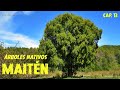 Arbres indignes dargentine  maitn maytenus boaria  chapitre 13