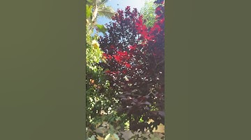 Thumbnail of Everything about the Cherry Plum Tree