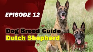 Dutch Shepherd - Perfect Guard Breed! by pawlifefact 232 views 11 months ago 9 minutes, 34 seconds