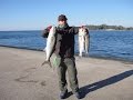 Duo tide minnow slim 200 Flyer -  Bluefish & Seabass