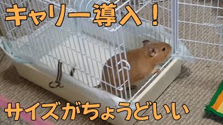 デグー用のキャリー　ライトキャリーｓ導入！　いい感じ♪